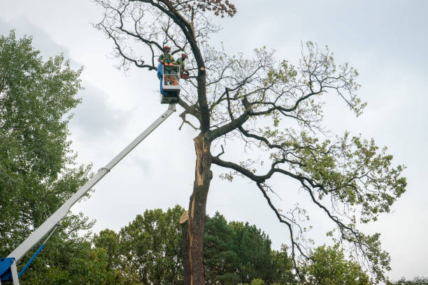 Professional Tree Services in Zephyrhills South, FL