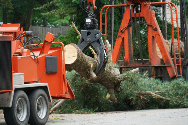 Best Tree Maintenance Programs  in Zephyrhills South, FL