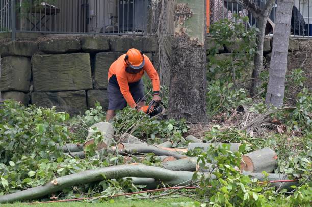 Why Choose Our Tree Removal Services in Zephyrhills South, FL?